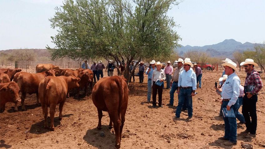 Llaman ganaderos de Sonora a compañeros a no cerrar las garitas como protesta