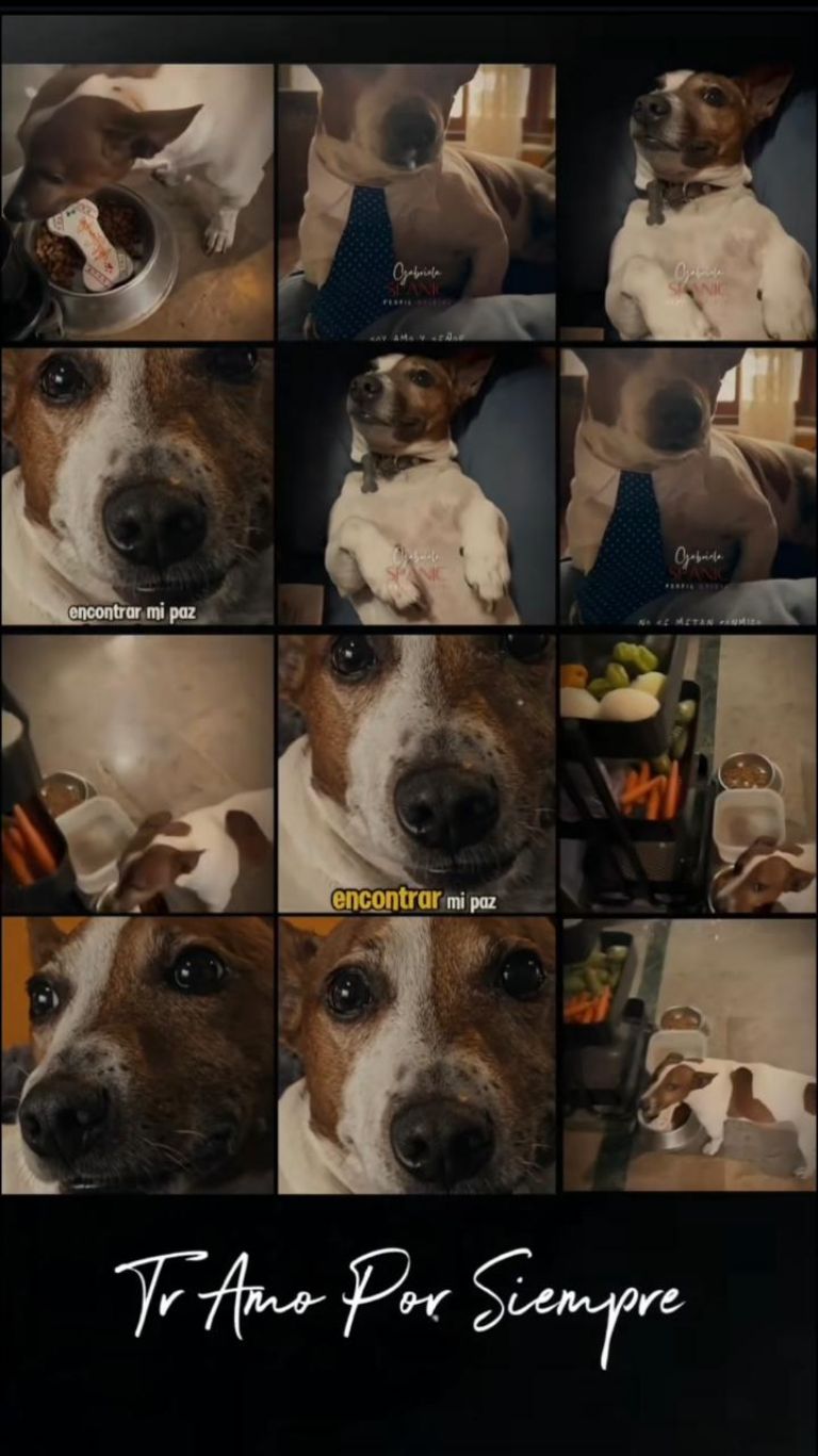 La famosa realizó una recopilación de imágenes sobre su perrito 