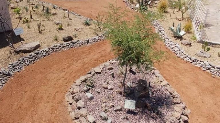 Abrió sus puertas el jardín etnobotánico en Cócorit con riqueza biológica