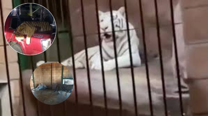 Tigres de 'El Nini': ¿Qué es lo que comían los felinos exóticos del Cártel de Sinaloa?