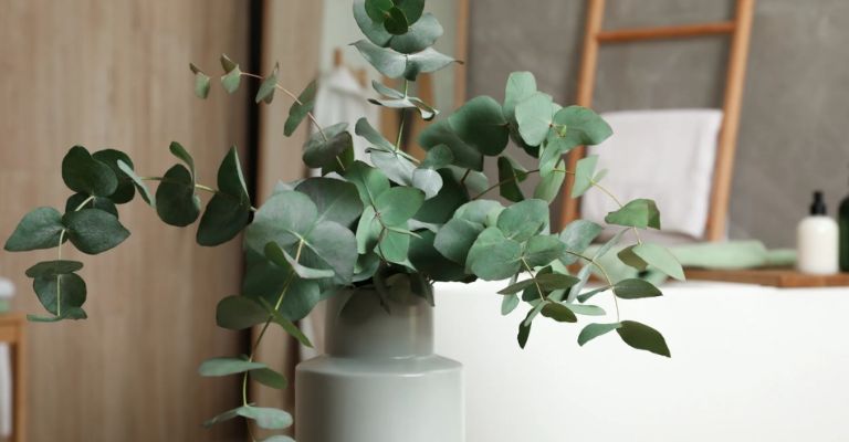 Eucalipto útil para repelar la araña violinista 