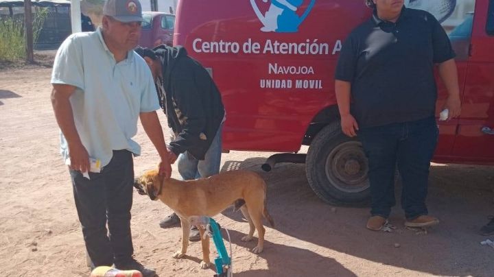Navojoa suma 2 muertes por rickettsia en lo que va del año