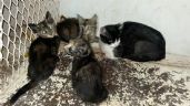 Foto ilustrativa de la nota titulada Por maltrato animal, autoridades rescatan a gatos durante cateo a domicilio de Caborca