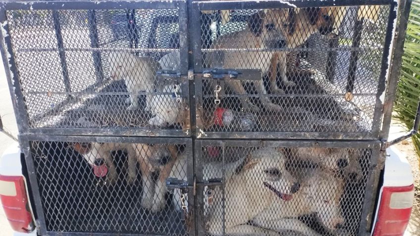 Una segunda oportunidad: Rescatan a 25 perros víctimas de maltrato animal en Sonora