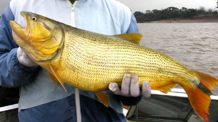 Conapesca: Pesca comercial del dorado sí es viable, asegura Manuel Aguilar Soto