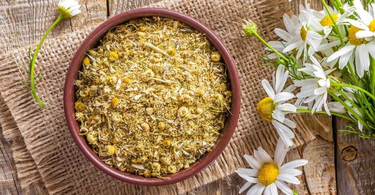 La manzanilla es usada como medicina natural