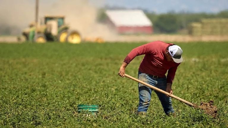 Trump ha ordenado detener redadas en sectores agricolas y de hosteleria por las afectaciones economicas