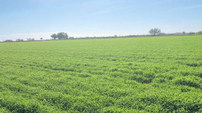 Agricultores están abandonando la actividad ante sequía en el Valle del Yaqui DRRY