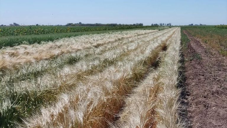 Agricultores están abandonando la actividad ante sequía en el Valle del Yaqui DRRY