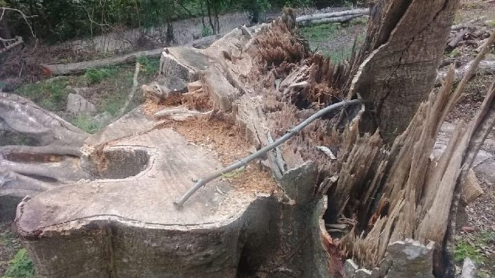 Preocupa a Lamarque Cano que bosques de árboles nativos de Cajeme puedan ser talados