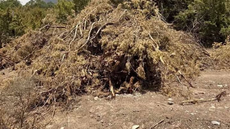 Preocupa a Lamarque Cano que bosques de árboles nativos de Cajeme puedan ser talados