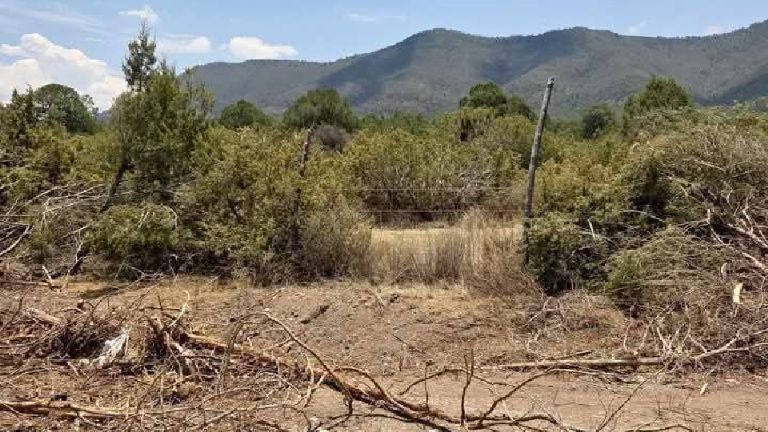 Preocupa a Lamarque Cano que bosques de árboles nativos de Cajeme puedan ser talados