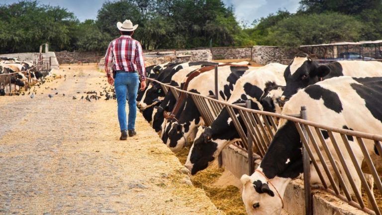 Estados Unidos reabrirá importación de ganado mexicano tras control de gusano barrenador