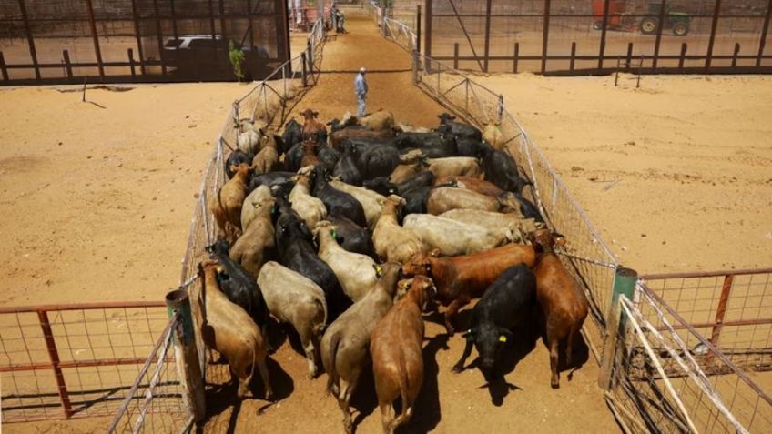 Estados Unidos reabrirá importación de ganado mexicano tras control de gusano barrenador