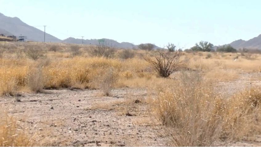 Piden productores del sur de Sonora declaratoria de zona de desastre natural