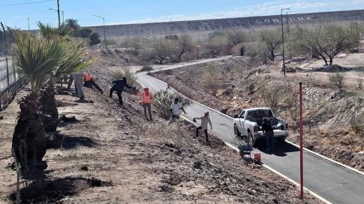Hermosillo: Siembran 50 ocotillos alrededor de La Sauceda a manera de cerco vivo