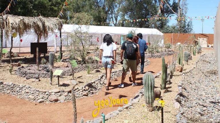 Ciudad Obregón Experiencias extraordinarias para vivir en Yo’o Joara este mes