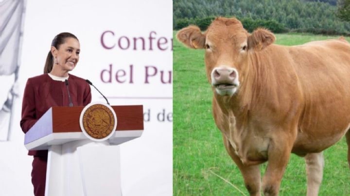 Agua Prieta, Sonora, el primer cruce en reabrir para exportación de ganado mexicano: Sheinbaum