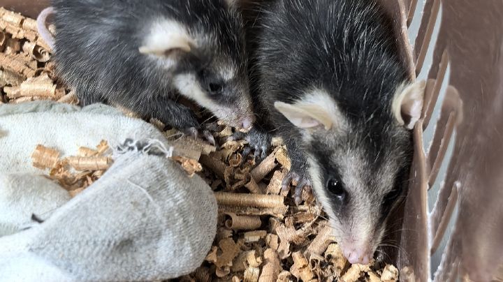 Rescatan crías de zarigüeya; veterinario señala aumento de fauna en temporada de lluvias