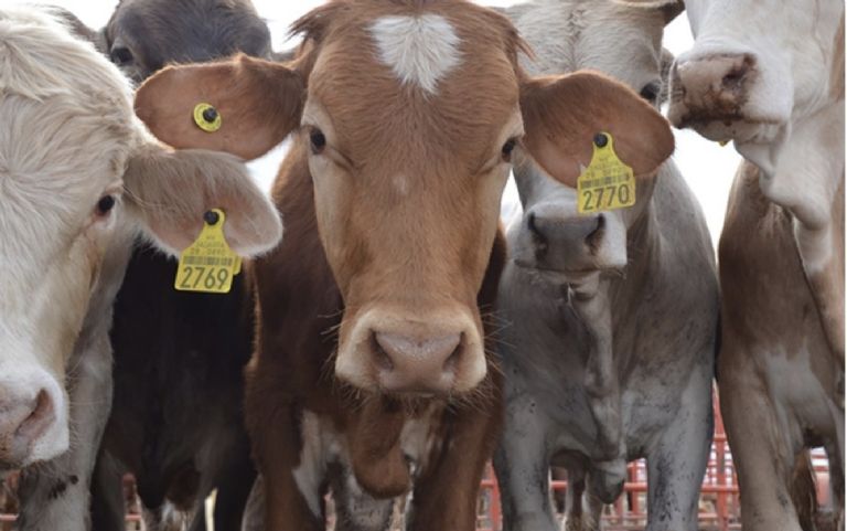 La reapertura fronteriza al ganado mexicano iniciará en Sonora. Foto: Internet