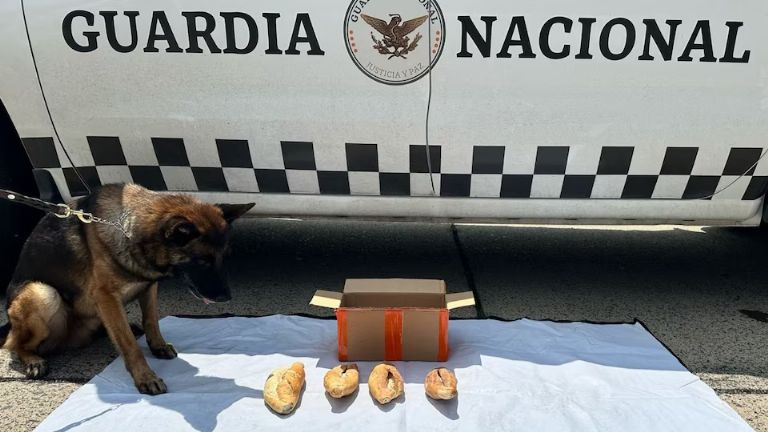 Guardia Nacional asegura cocaína oculta dentro de piezas de pan en Jalisco