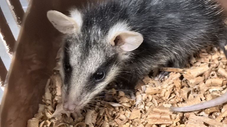 Rescatan crías de zarigüeya; veterinario señala aumento de fauna en temporada de lluvias