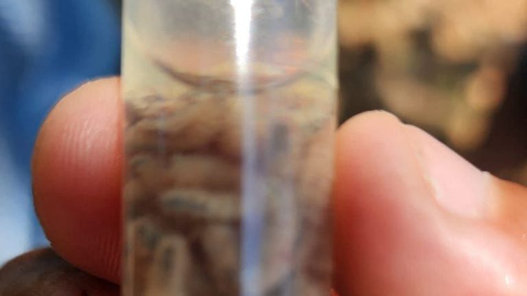 Especialistas advierten en Sonora sobre riesgo del gusano barrenador en zonas ganaderas