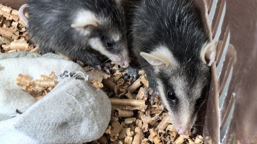 Rescatan crías de zarigüeya; veterinario señala aumento de fauna en temporada de lluvias