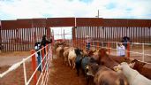 Foto ilustrativa de la nota titulada Ante cierre de frontera, Durazo "pide trato especial" a ganadería sonorense