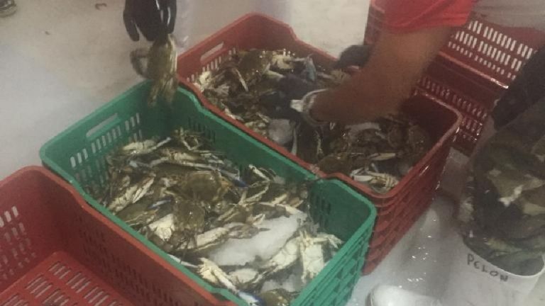 Temporada extractiva de jaiba en Guaymas inicia con buenas expectativas