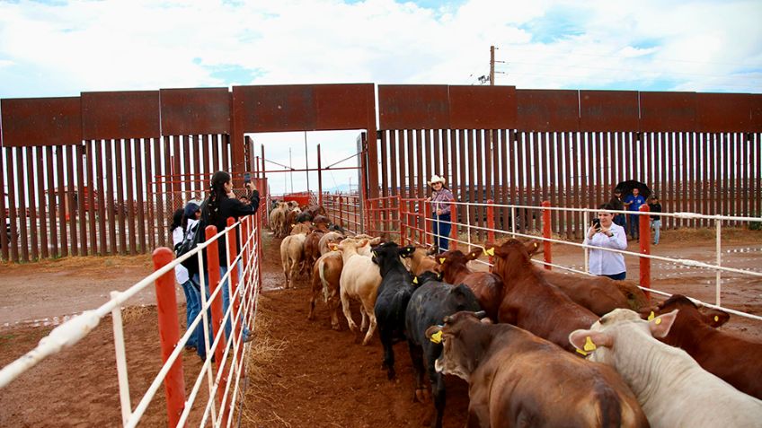 Ante cierre de frontera, Durazo "pide trato especial" a ganadería sonorense
