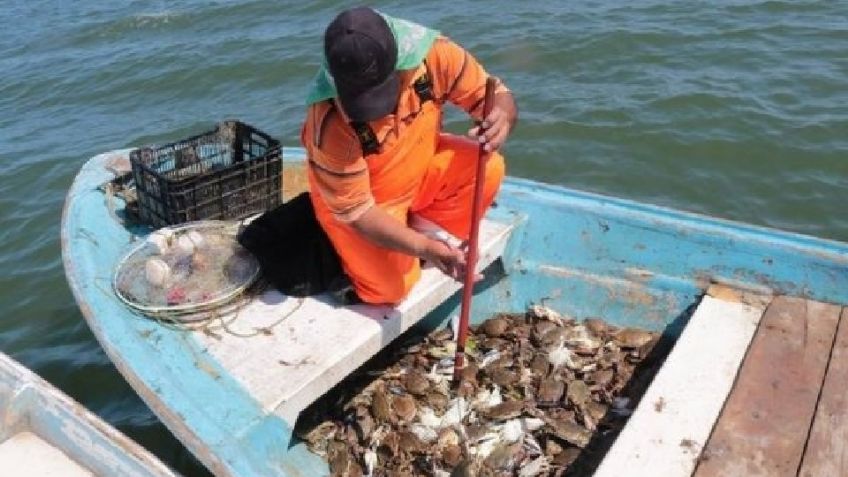 Temporada extractiva de jaiba en Guaymas inicia con buenas expectativas