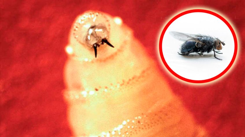 Recorte de presupuesto afectó la producción de moscas para frenar al gusano barrenador: CNA