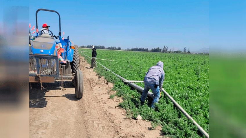 Operativo en cultivo de cannabis en California deja más detenidos; ya suman 361