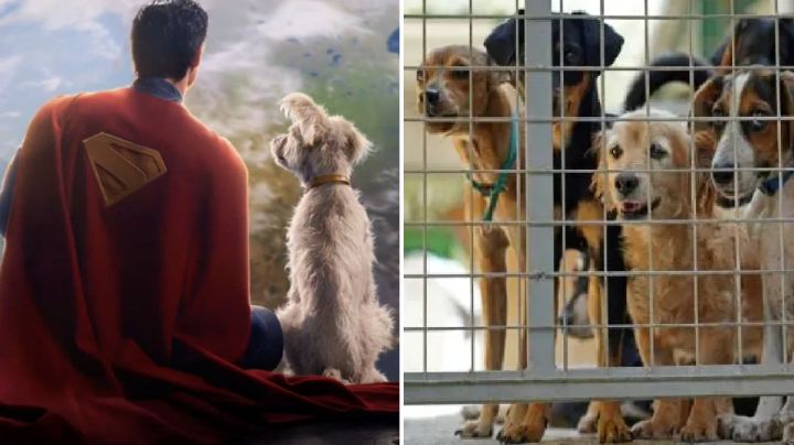 Mascotas encuentran hogar gracias a Krypto tras el estreno de la nueva película de 'Superman'