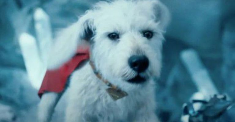 Promovió una causa noble el rescate y la adopción responsable de mascotas