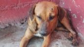 Foto ilustrativa de la nota titulada Perrito recibe bala perdida tras balacera en Hermosillo; piden apoyo tratar su lesión