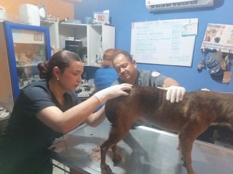 El canino recibió los primeros auxilios tras el percance
