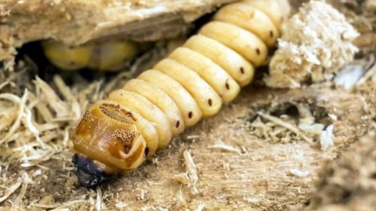 Secretaría de Salud de Chiapas confirma 21 casos humanos de miasis por gusano barrenador