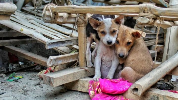 Acusan a pareja de matar a 'Roco' y 'Canelo' en Texcoco; autoridades los dejan libres