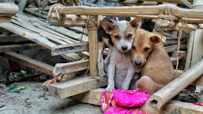 Acusan a pareja de matar a 'Roco' y 'Canelo' en Texcoco; autoridades los dejan libres