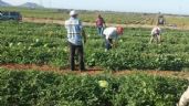 Foto ilustrativa de la nota titulada Llegarían miles de jornaleros agrícolas en ciclo de cultivos en Guaymas y Empalme