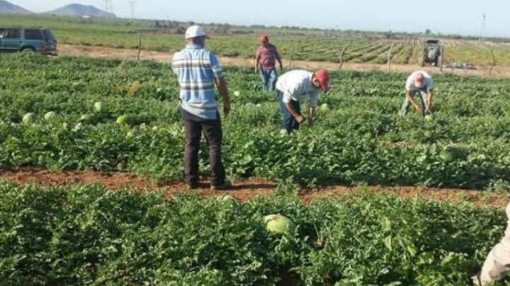 Llegarían miles de jornaleros agrícolas en ciclo de cultivos en Guaymas y Empalme