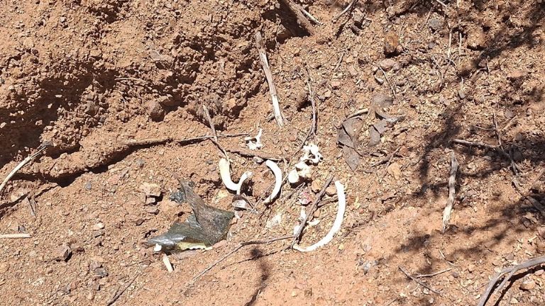 Localizan restos óseos en el Cerro del Cobre en Sáric