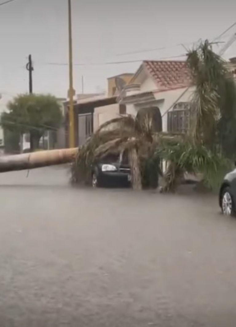 Árboles caídos en Ciudad Obregón por las fuertes lluvias