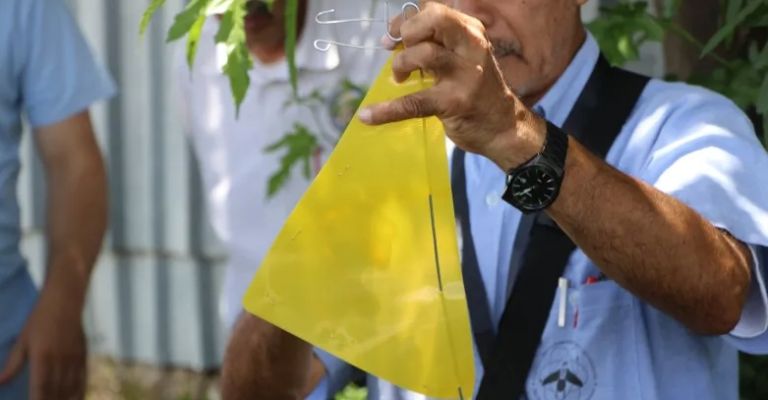 Se colocarán banderines de color amarillo