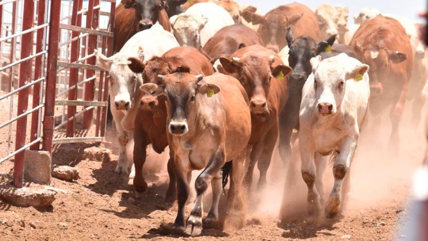 Trampeo de mosca del gusano barrenador: La ESTRATEGIA de Sonora para lograr aperturar la frontera