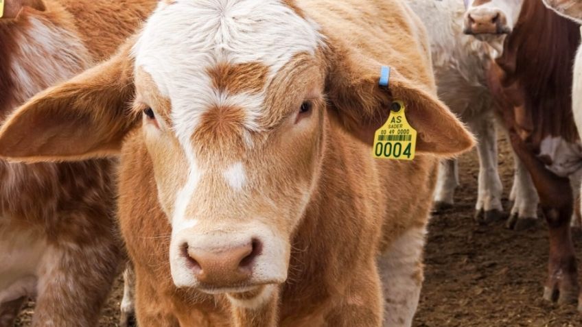 UGRS instala trampas para confirmar la ausencia del gusano barrenador en Sonora