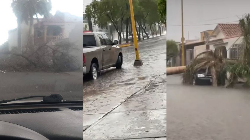 ¡Ciudad Obregón bajo el agua! Por intensa lluvia se registran ocho árboles caídos