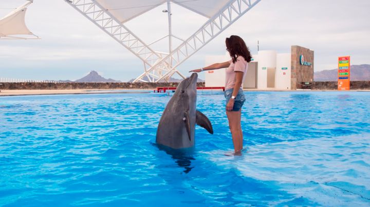¿Delfinario de Guaymas cierra?: Se convertiría en acuario tras aprobar 'Ley Mincho'